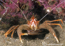 Squat lobster.
Isle of Lewis, Scotland.
60mm. by Mark Thomas 